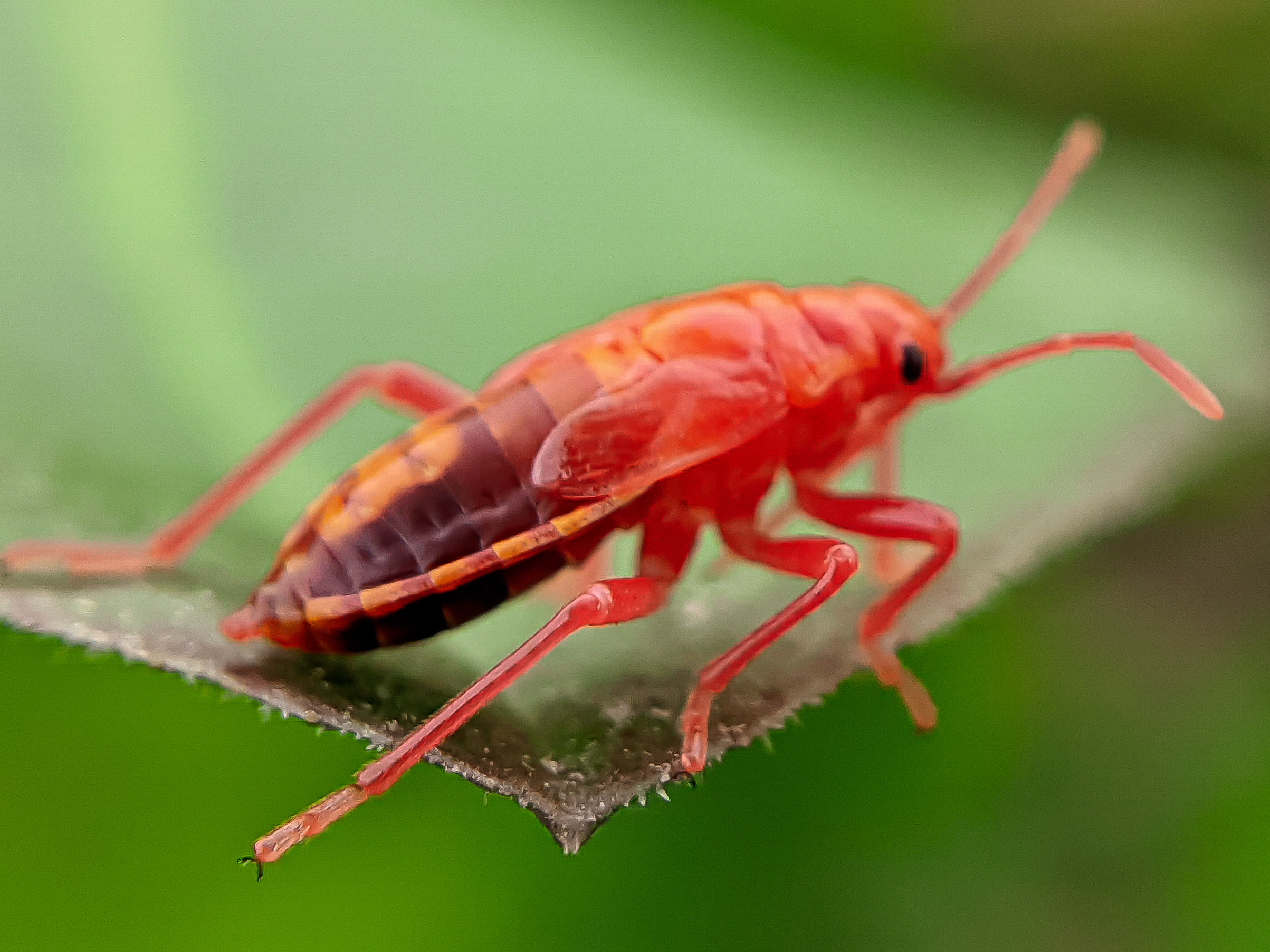 Red Bug (7).jpg