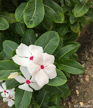 Catharanthus-blanca-2.png