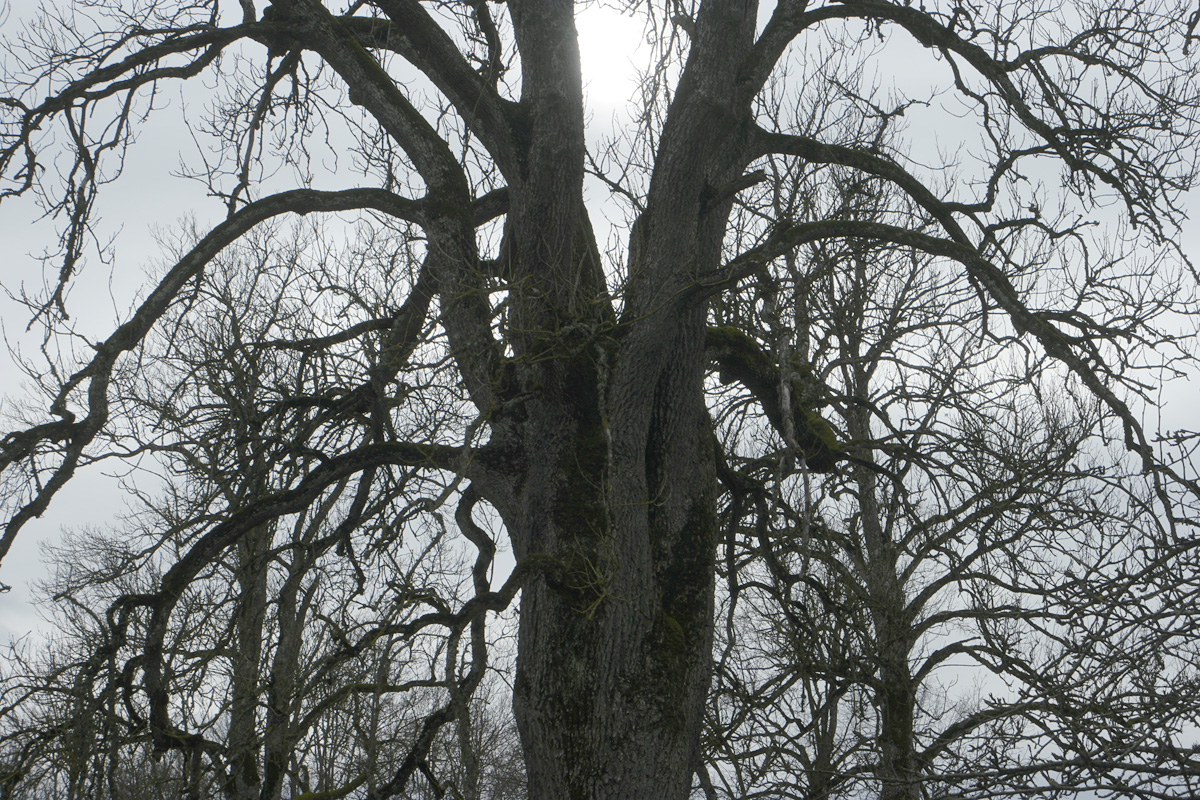 _SAM0477.JPG