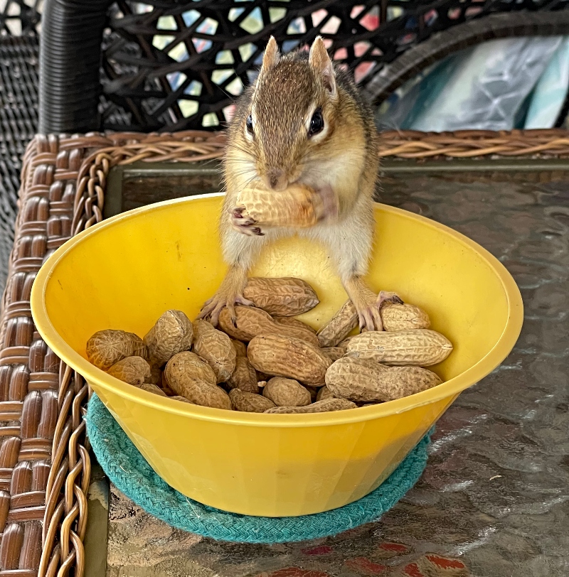 animals-chipmunk-nature-photography-sunscape.jpg