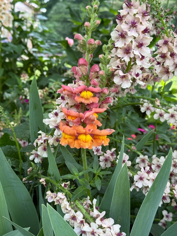 hivegarden-snaps.jpg