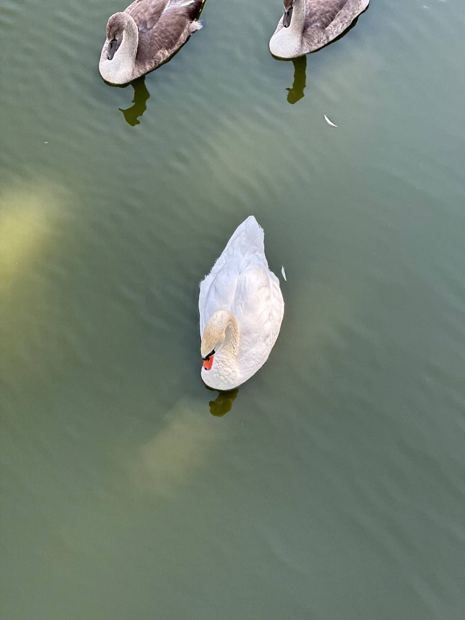 IMG_8863.jpeg