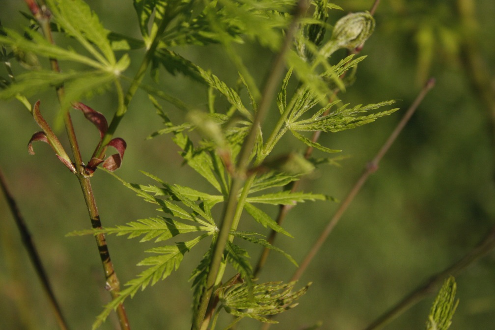 spring japanese maple.jpg