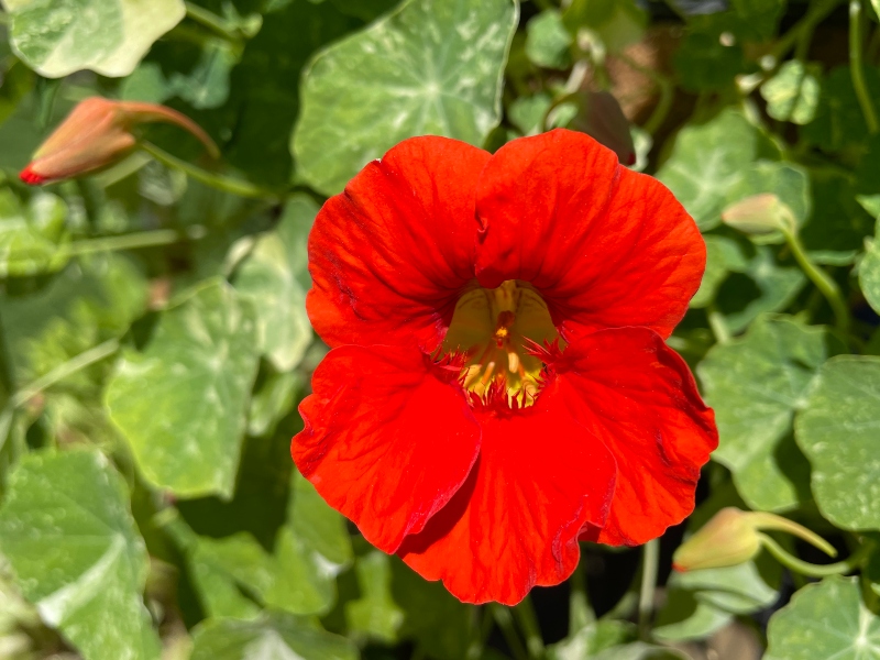 https://images.hive.blog/DQmW98Y3wCd6SekoyfS1MKjqDGq9FwqpDJGv9JQKrAZwfWN/hivegarden-flowers-nasturtium-.jpg