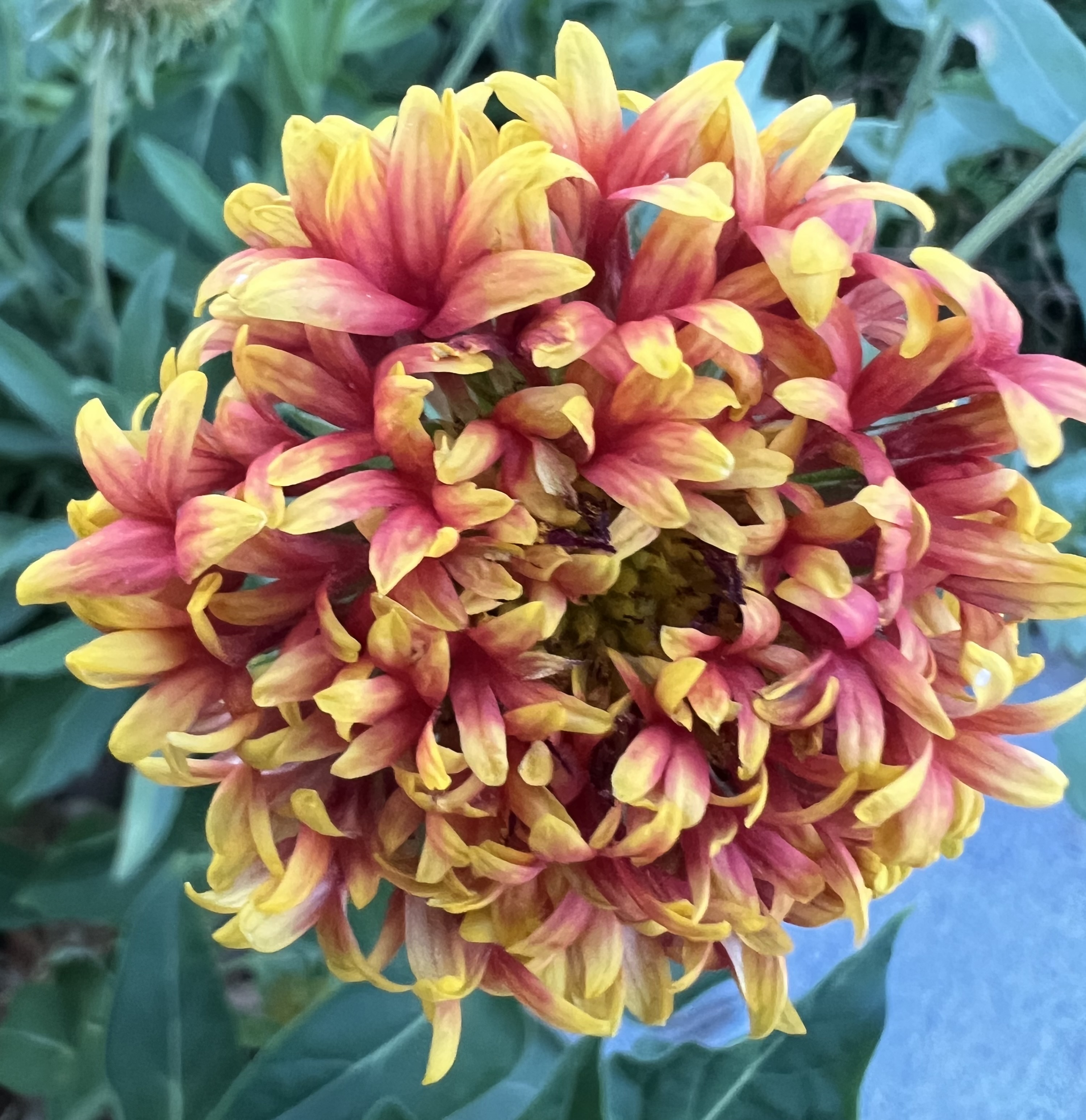 IMG_5533.jpeg