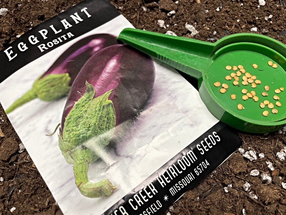 seeds-eggplant.jpg