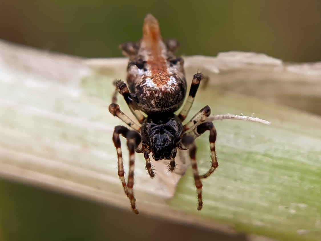 orb spider (10).jpeg