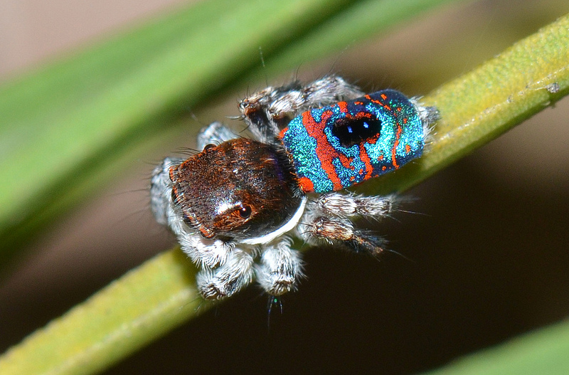 peacock-spider_Maratus-volans_pauk-pavlin_2.jpg