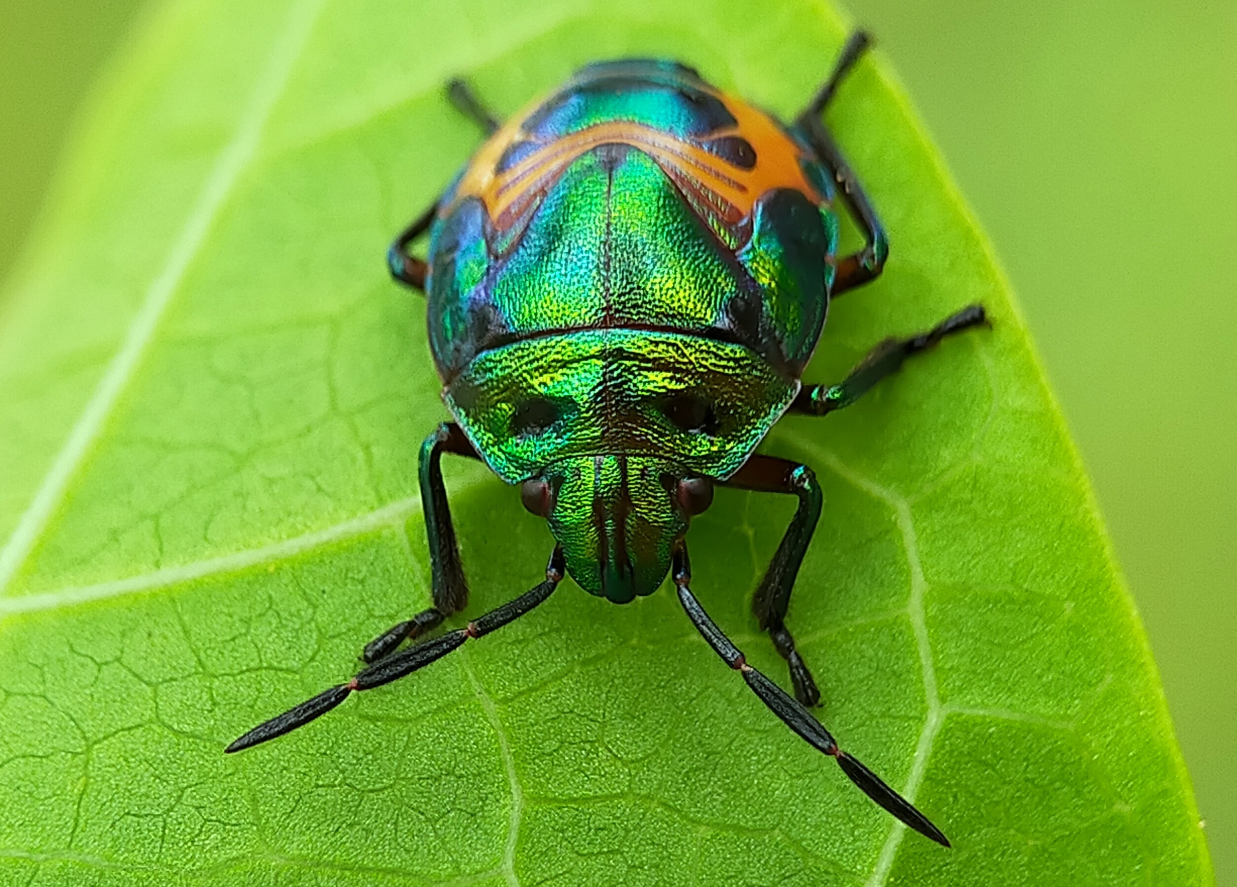 Jewel bugs (10).jpg