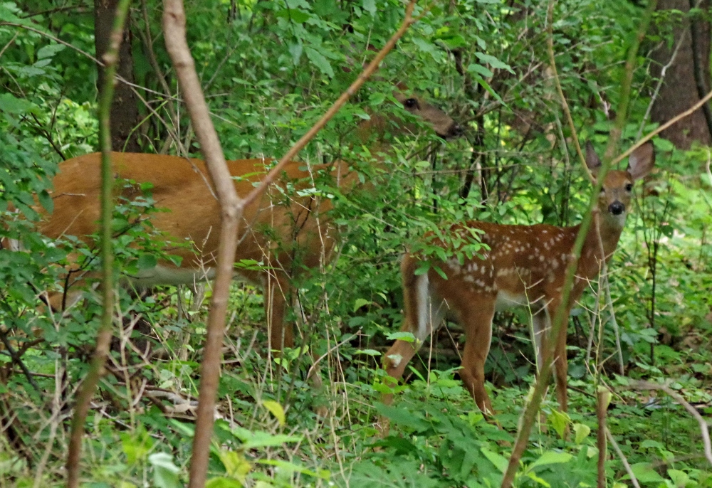 deer-.jpg
