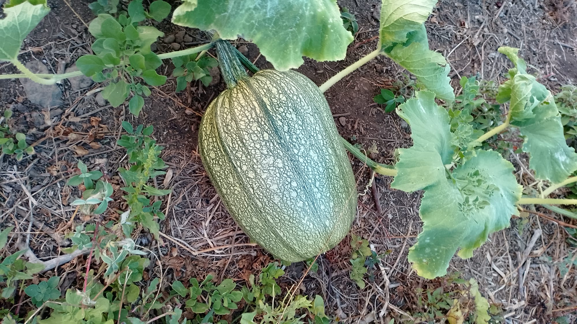 dynia 2.jpeg