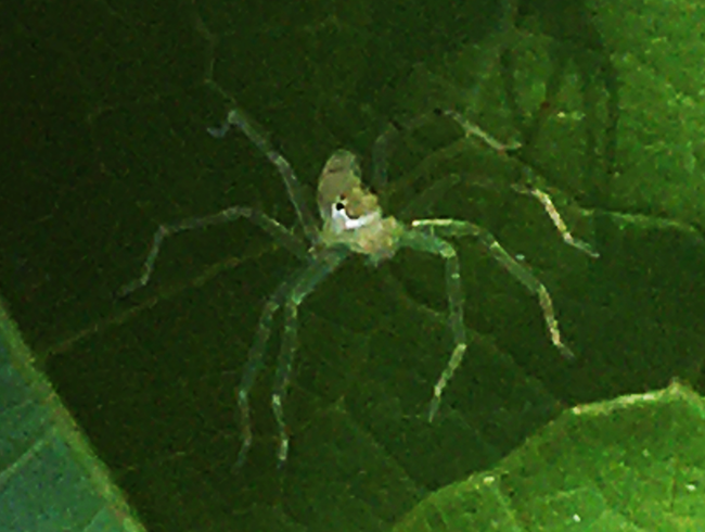 IMG_8894s.png