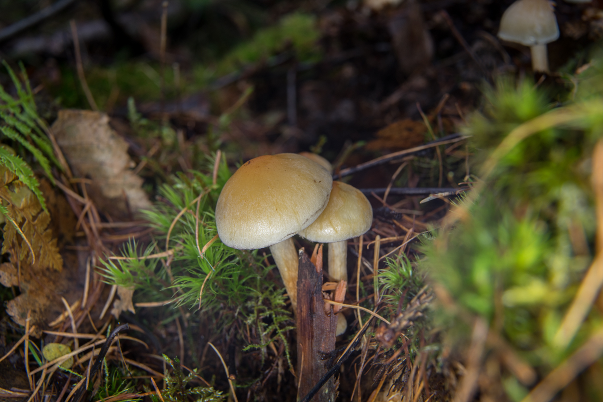 DSC05886.jpg