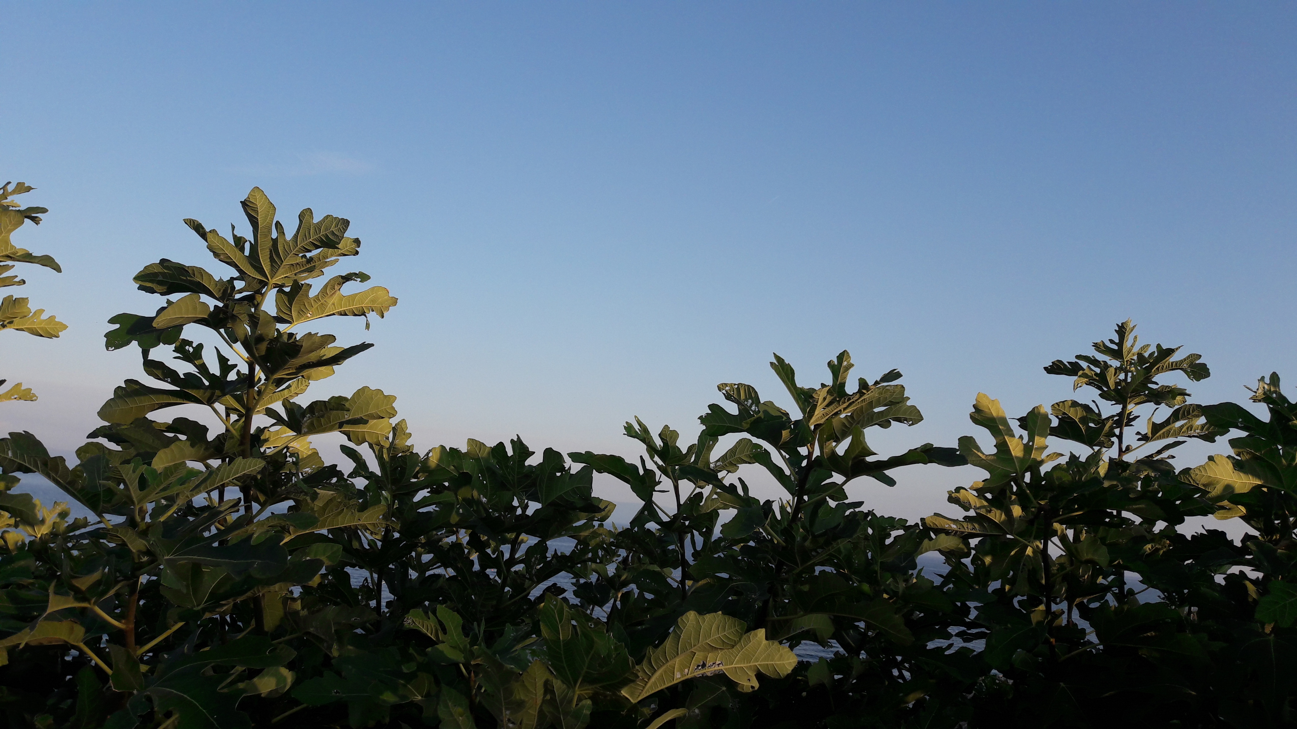 Flora-Tree-Forest-Publicdomain (17).jpg