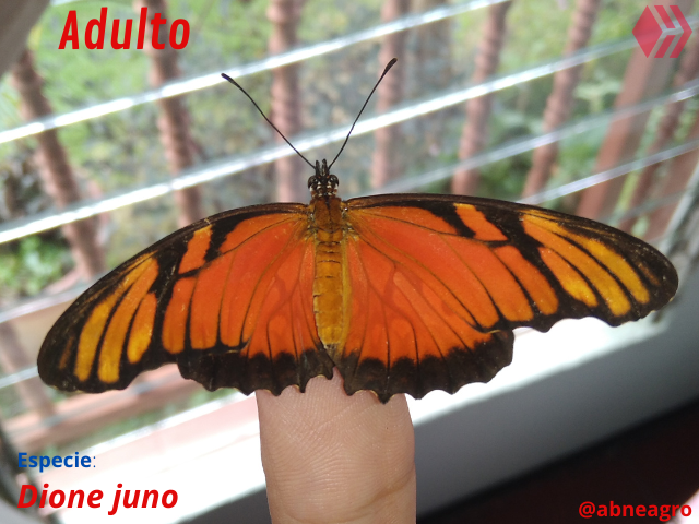Automeris cf. jucunda (11).png