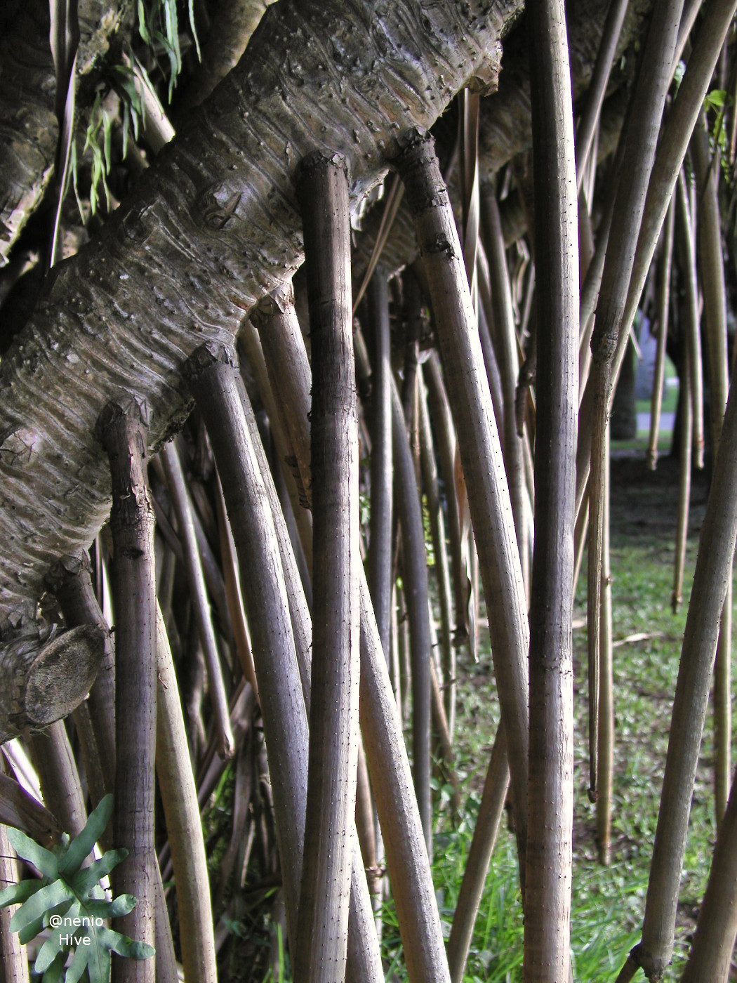 aerial-roots-001.jpg