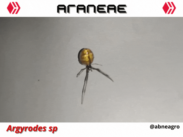 Automeris cf. jucunda (1).gif