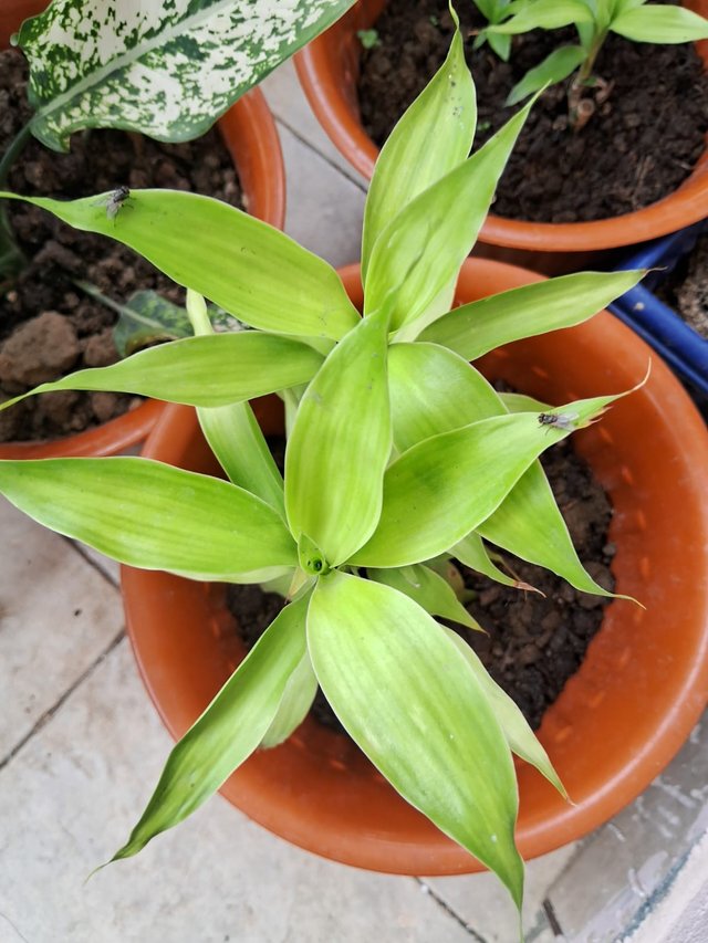 spiderwort plant 2.jpg