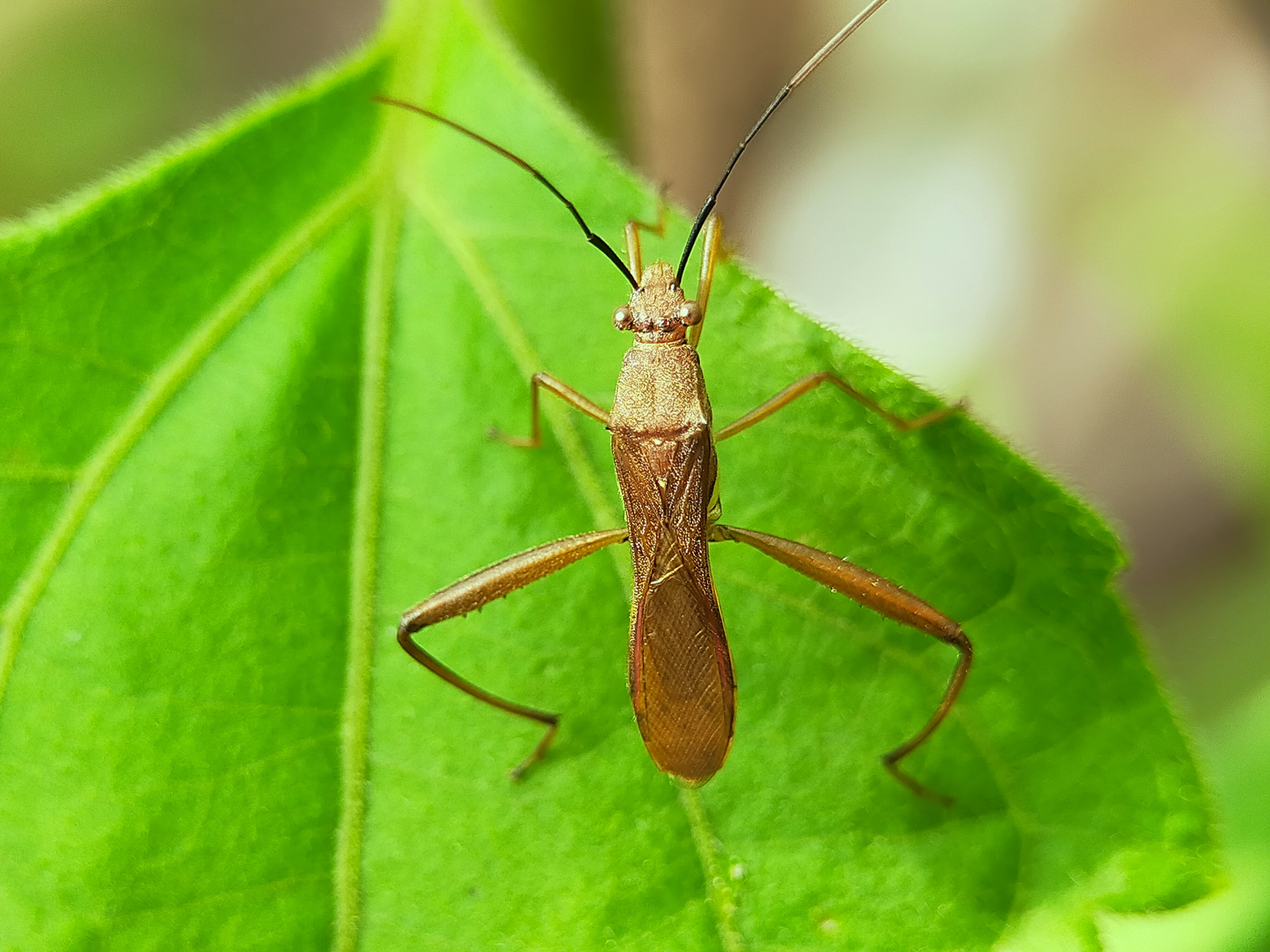Assassin Bug (25).jpg
