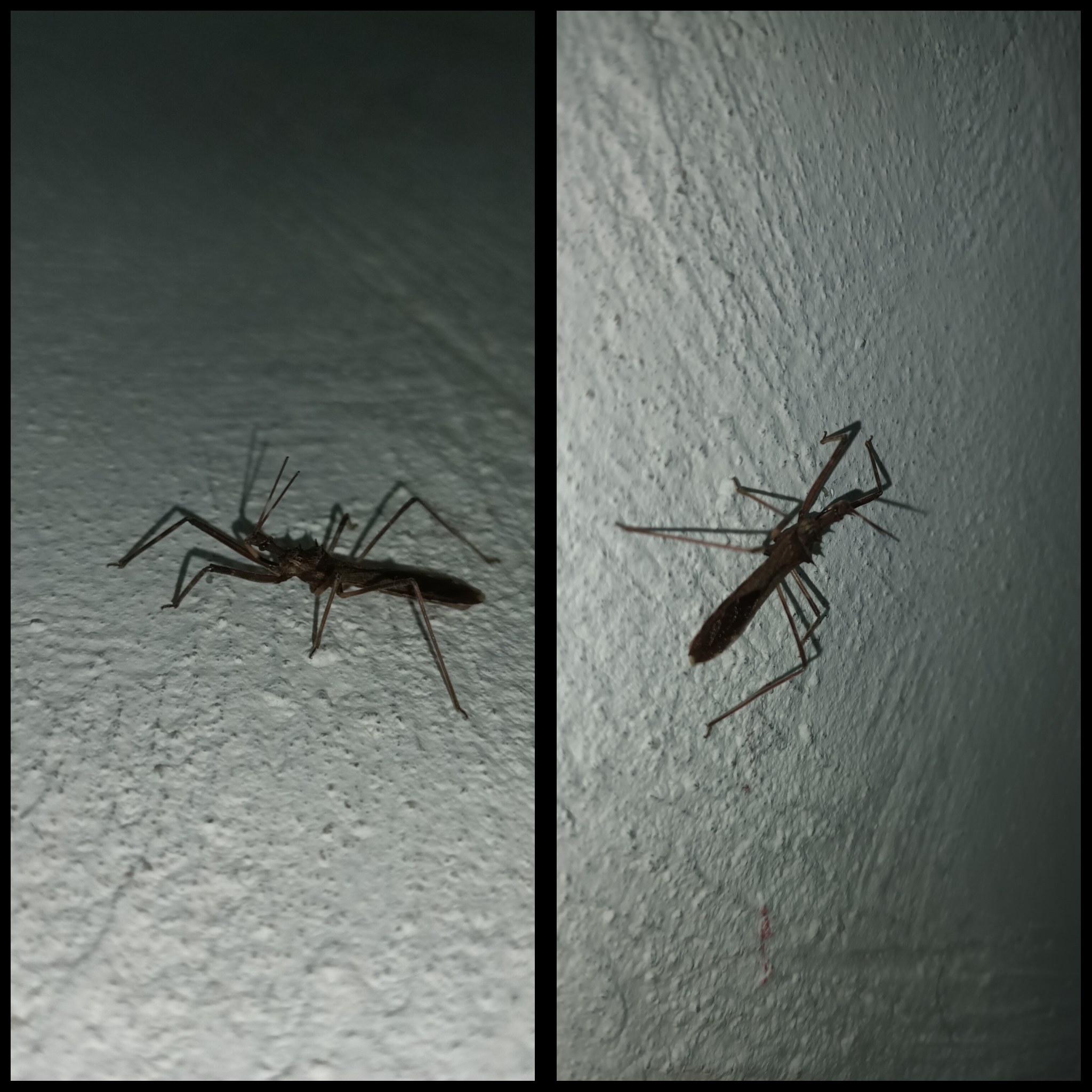 PhotoCollage_1698183824770.jpg