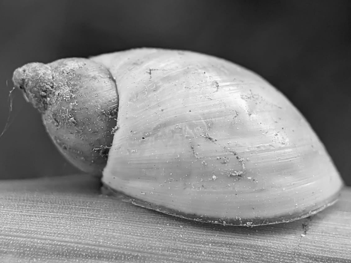 B&W snail (17).jpeg