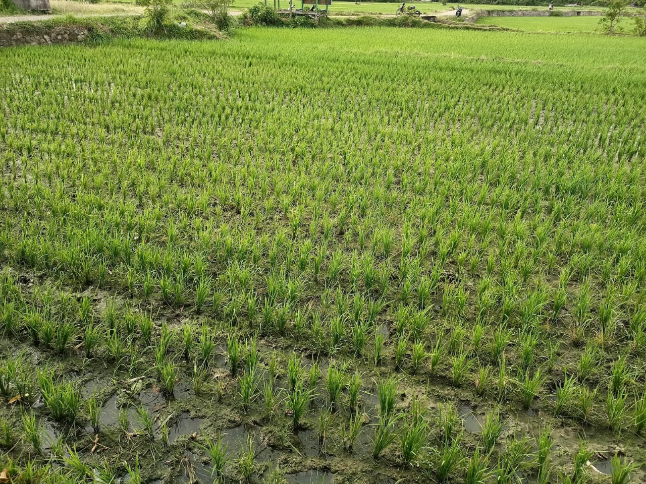 sawah5.jpeg