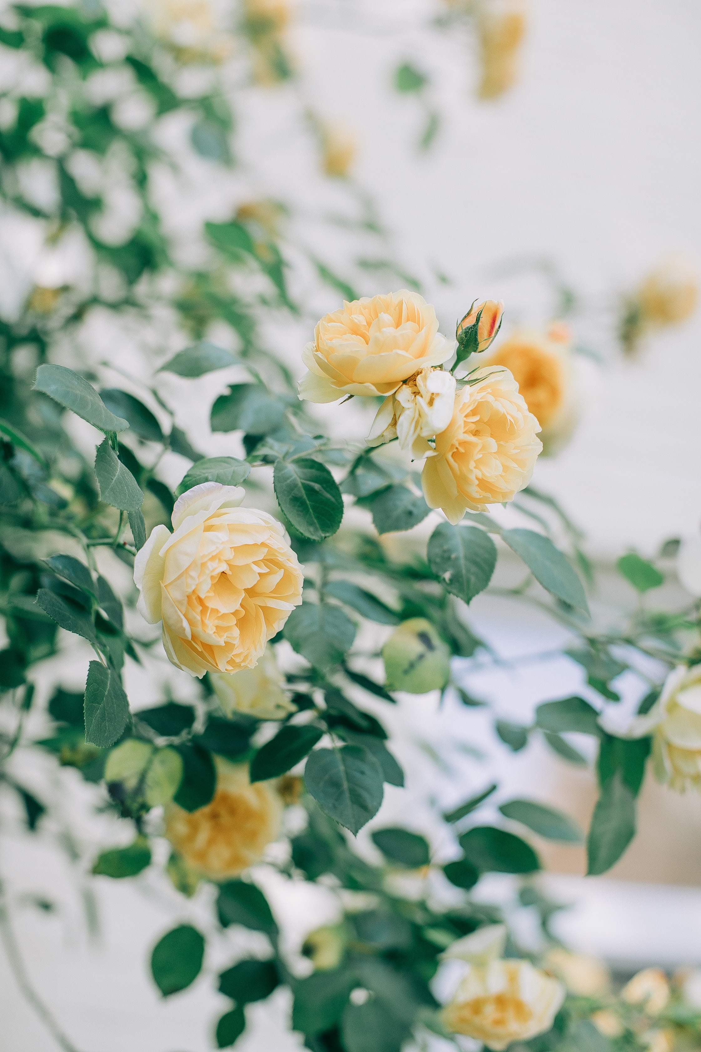 yellow-flowers-with-green-leaves-4482668.jpg