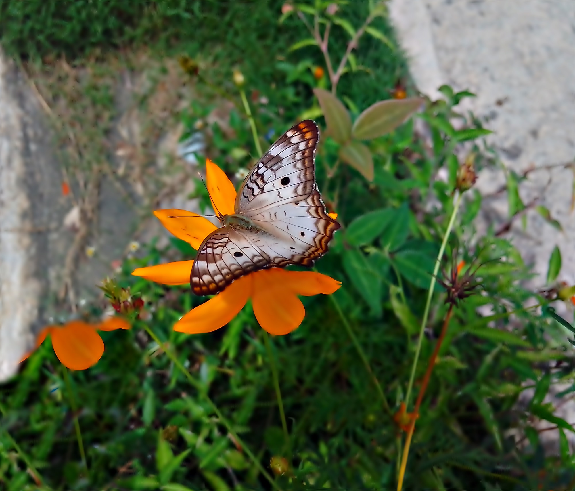 MARIPOSAS 022.jpg