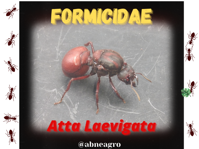 Formicidae.png