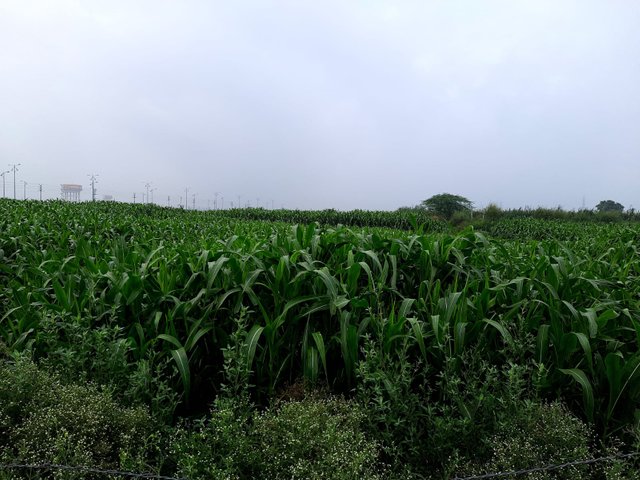 Freshing Crop 3.jpg