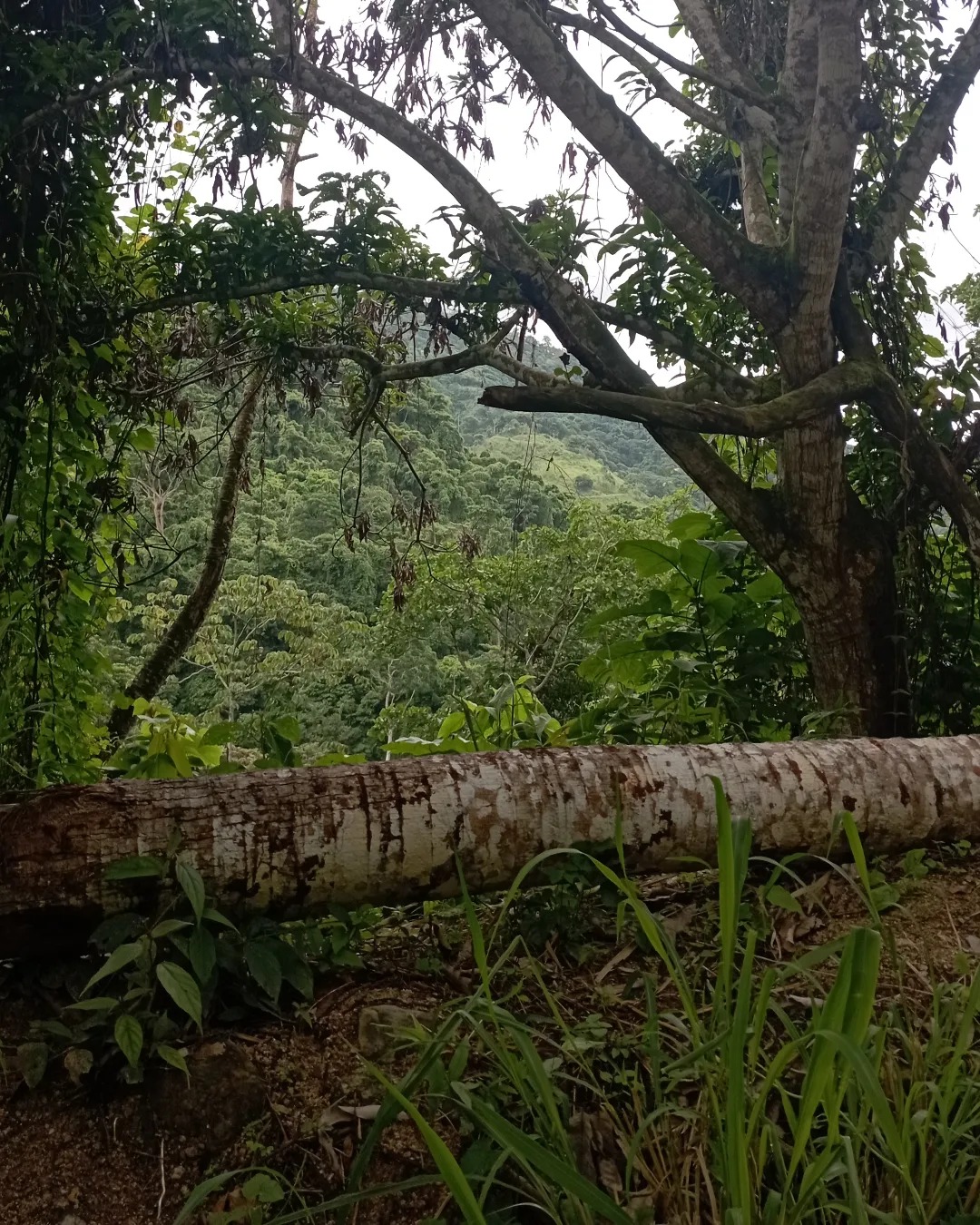 finca la pantalla, en cocorote 3.jpg