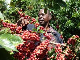 Coffee-Farming-in-Kenya1.jpg