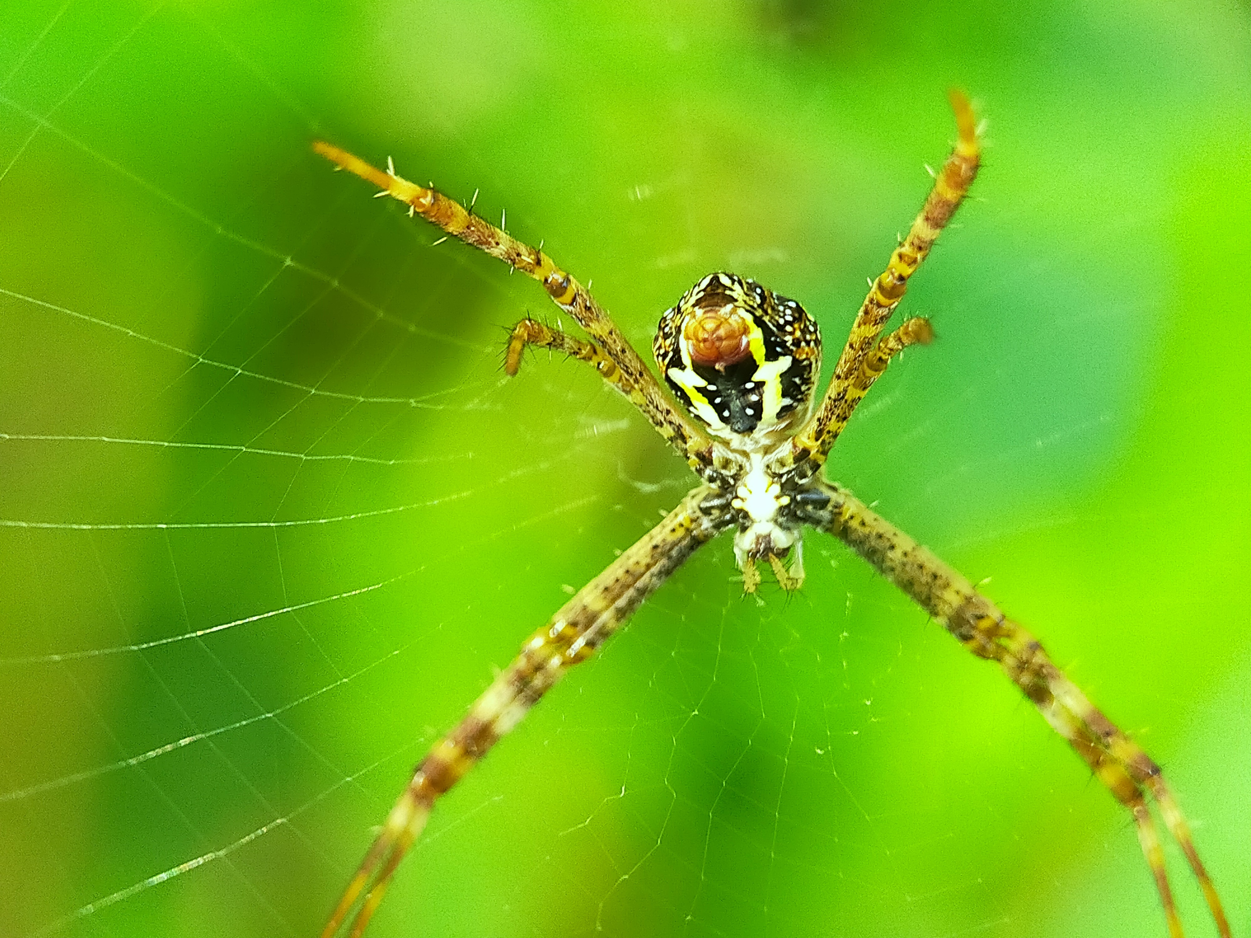 Spider (30).jpg