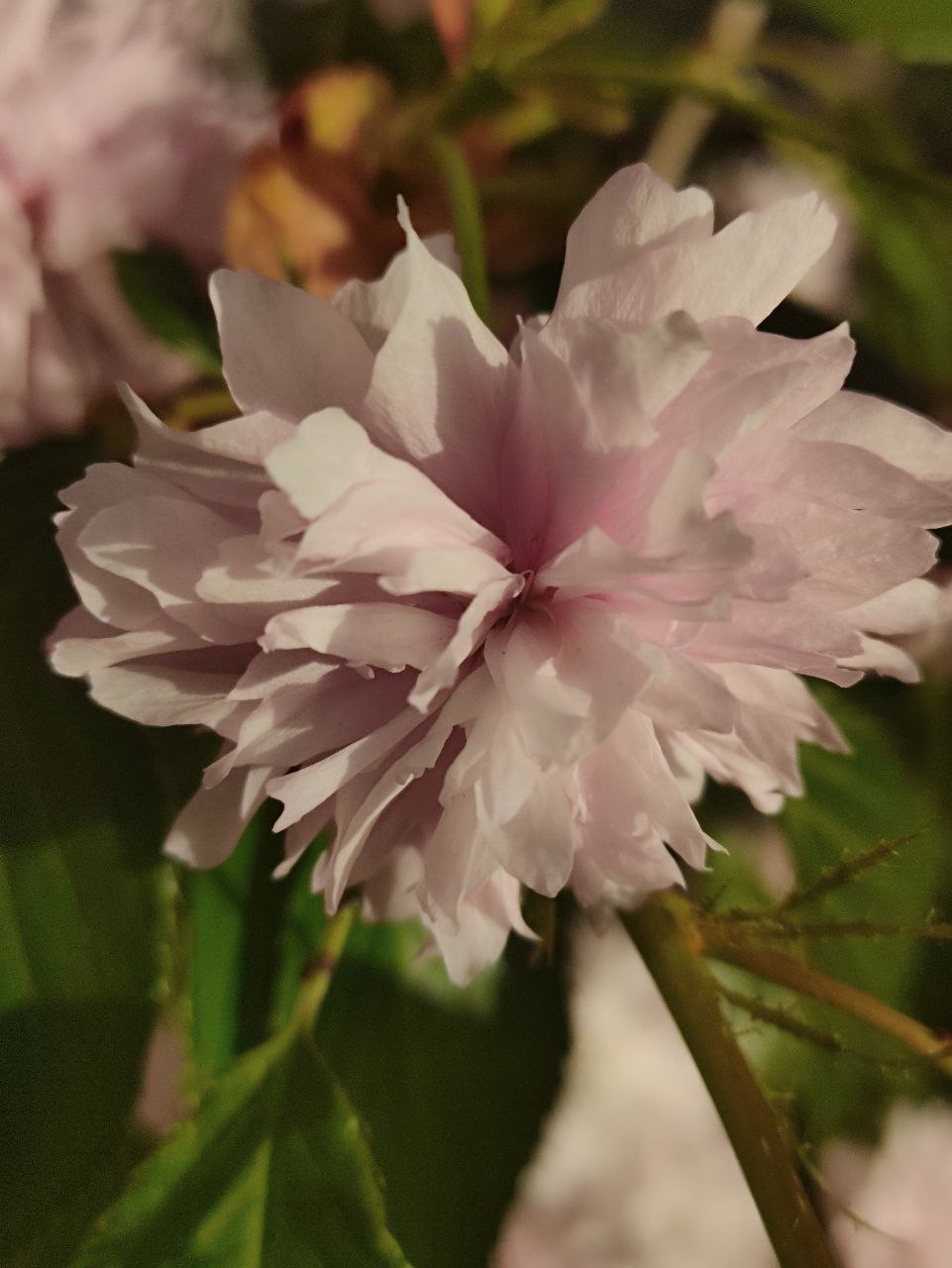 IMG_8874.jpeg