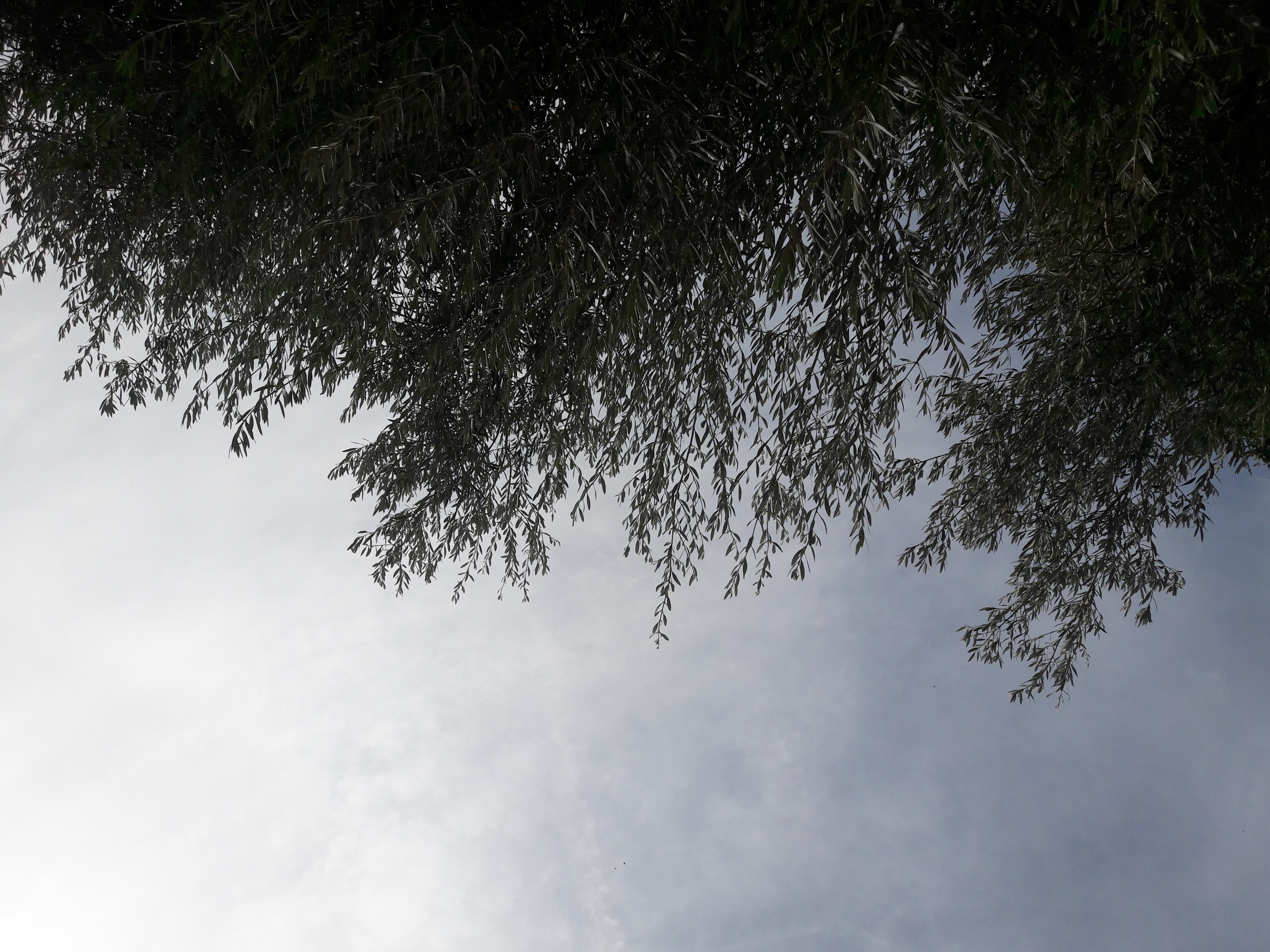 Flora-Tree-Forest-Publicdomain (2).jpg