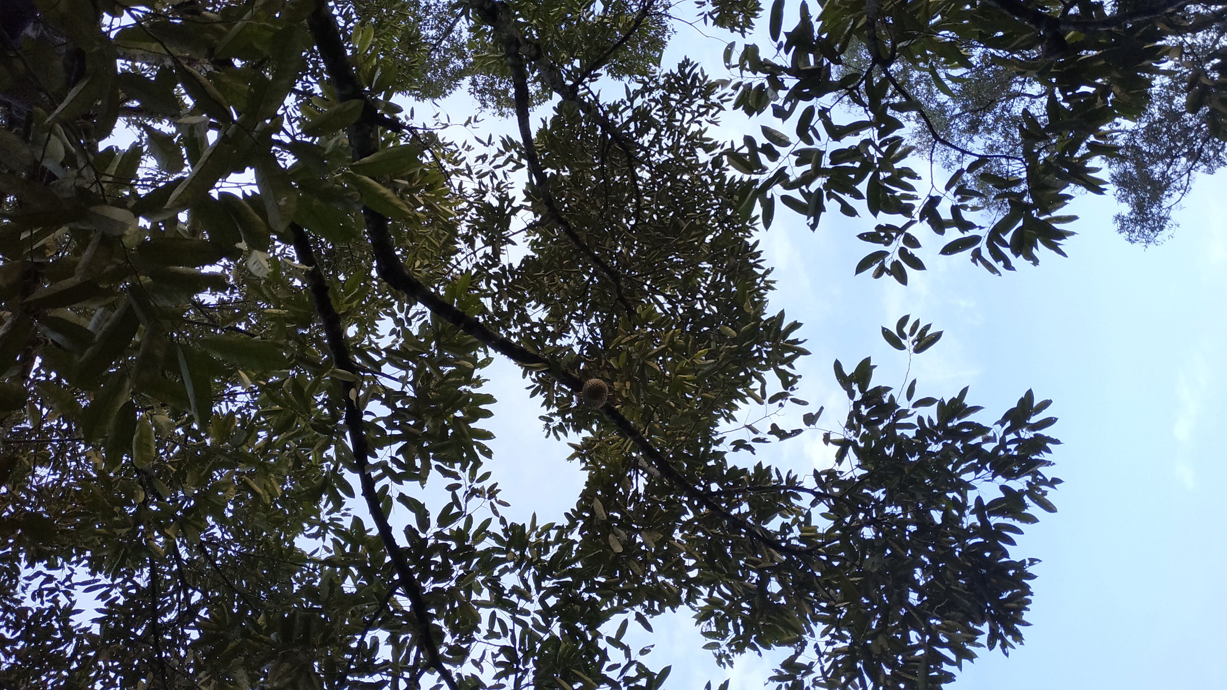 IMG_20230708_064116.jpg