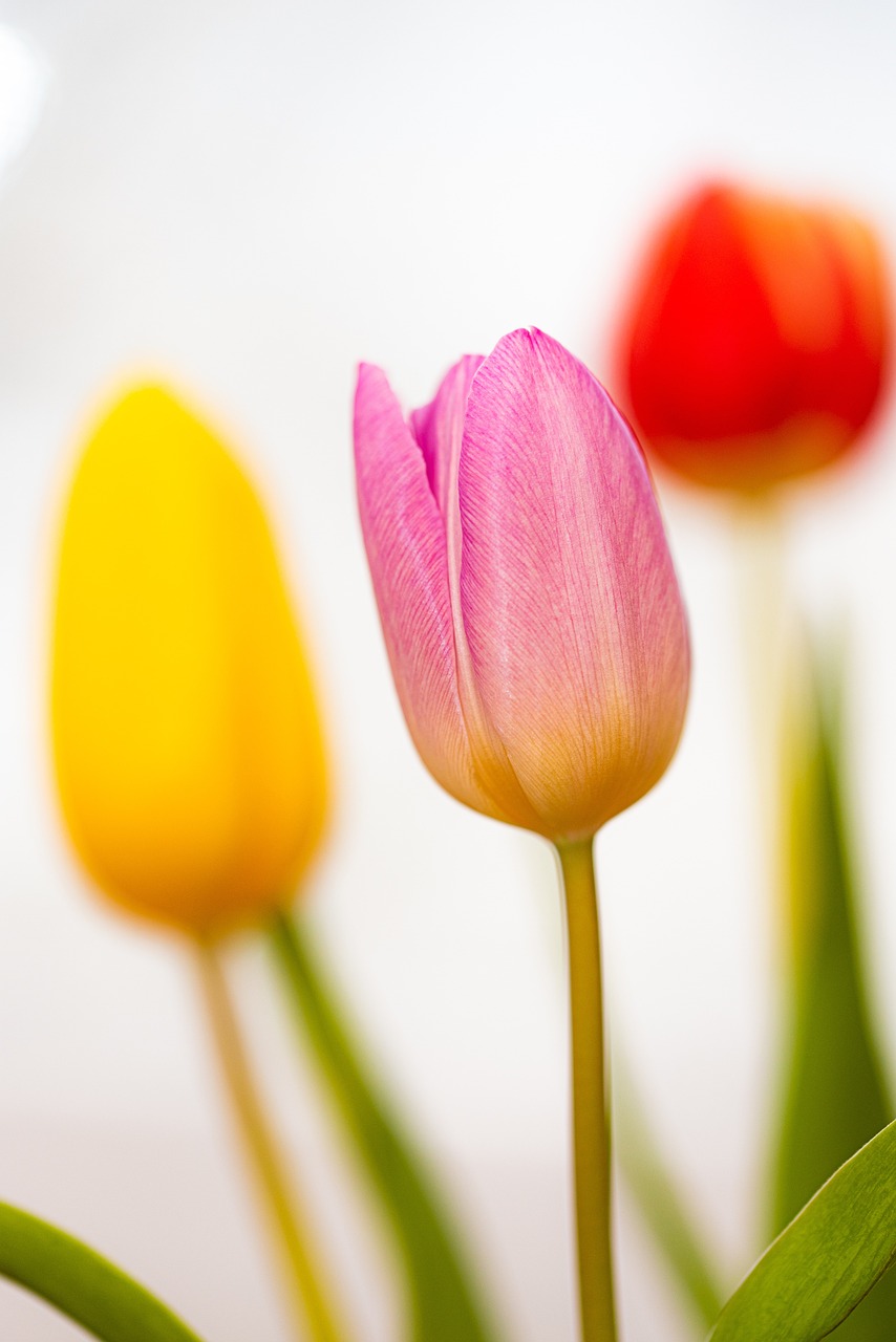 tulips-4886604_1280.jpg