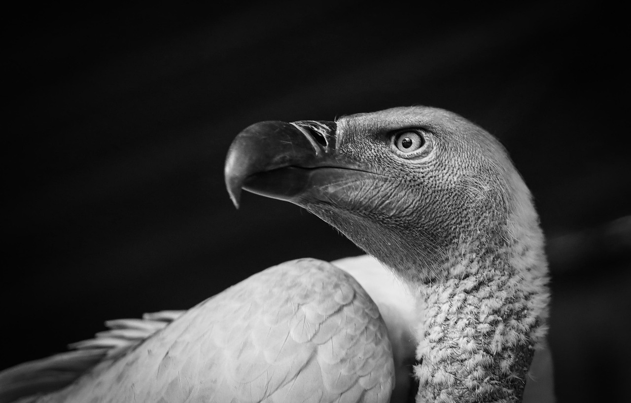 bird-6564285_1280.jpg