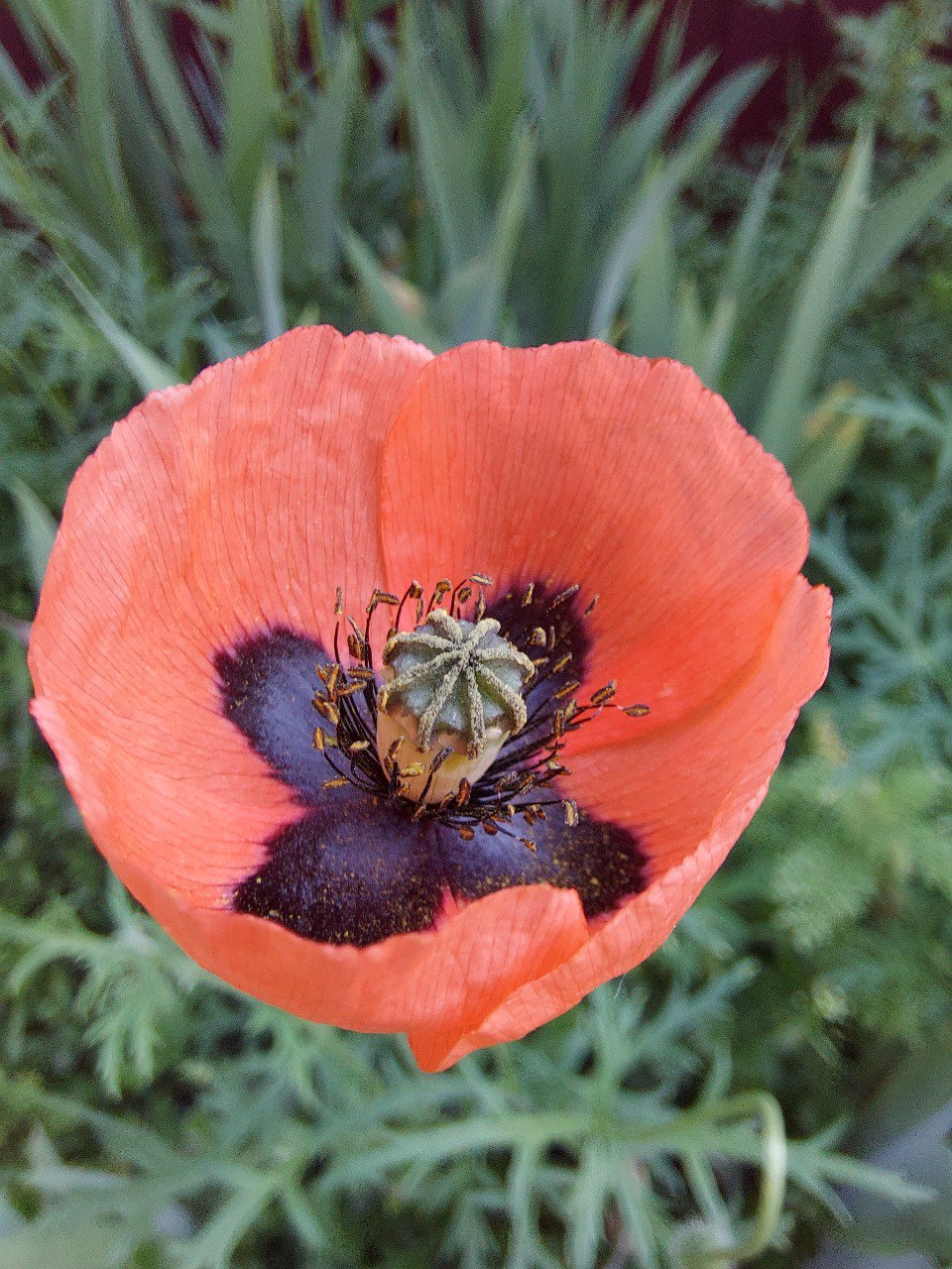 IMG_9518.jpeg