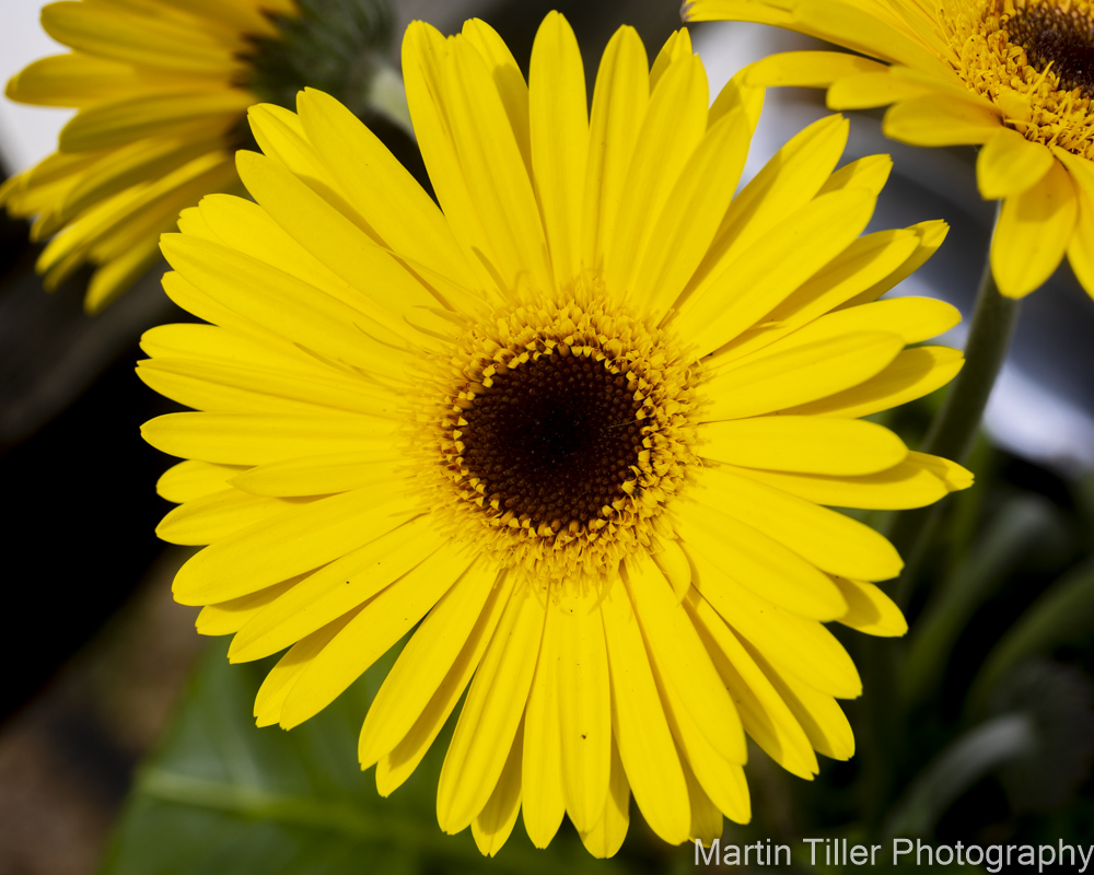 Yellow Daisy (1 of 1).jpg