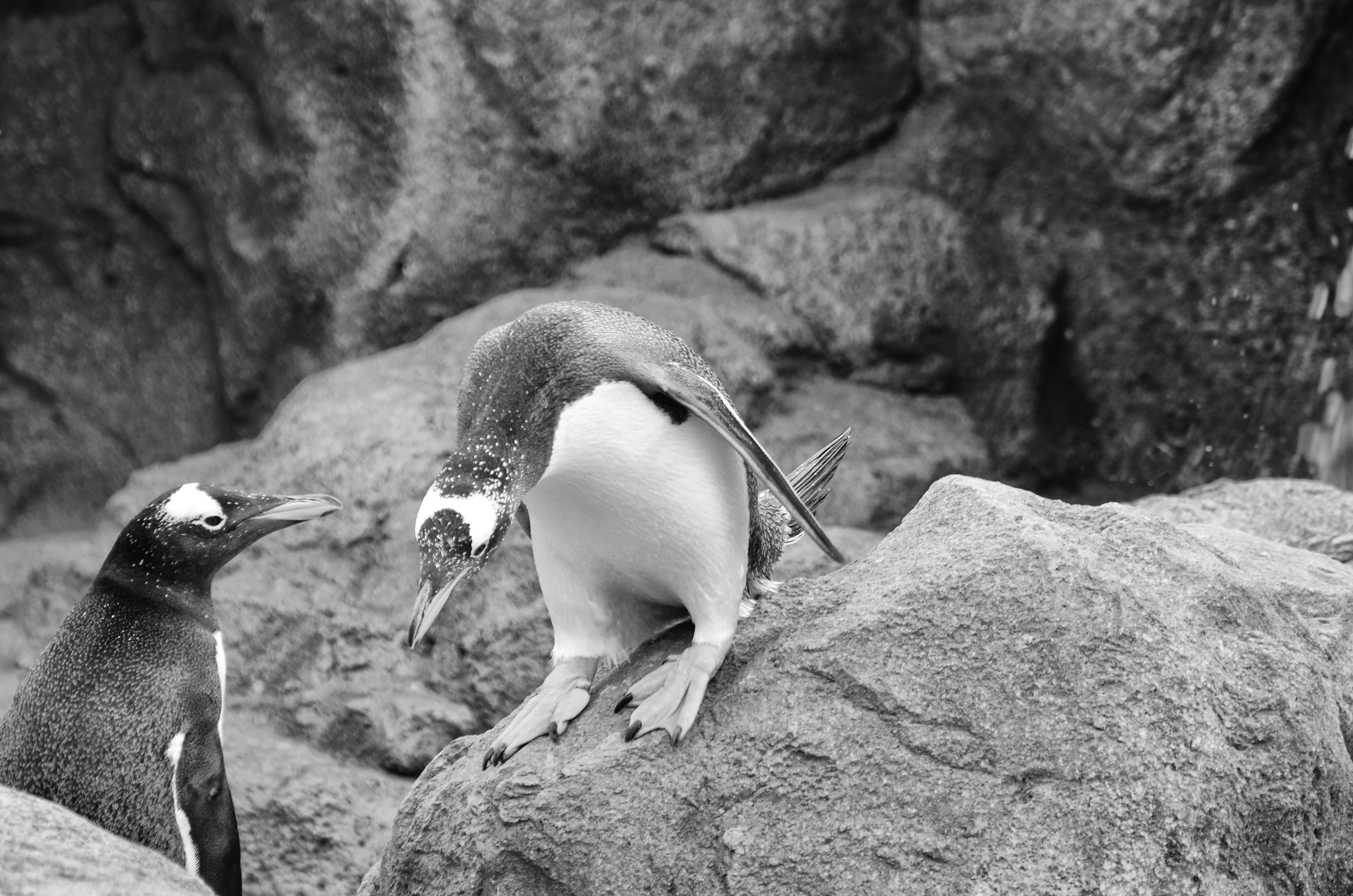 Calgary Zoo May 28 2012-3259-Edit.JPG