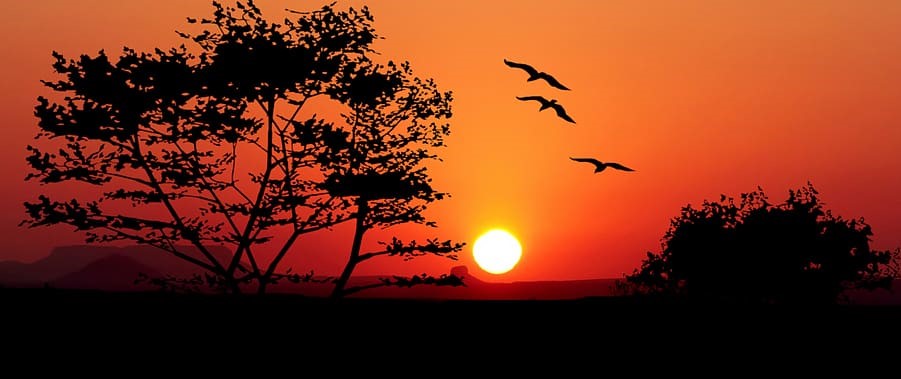 sunset-trees-nature-birds-landscape-tree.jpg