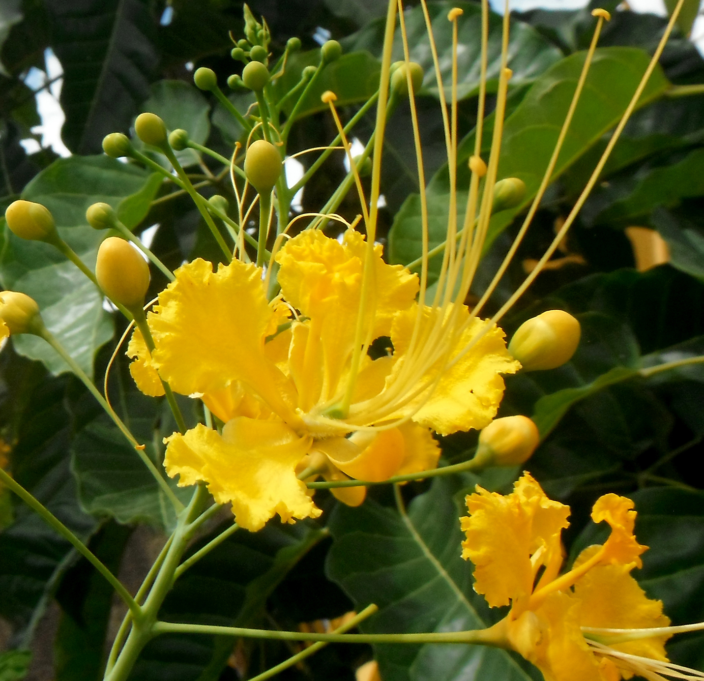 Caesalpinia pulcherrima (planta / plant). — Hive