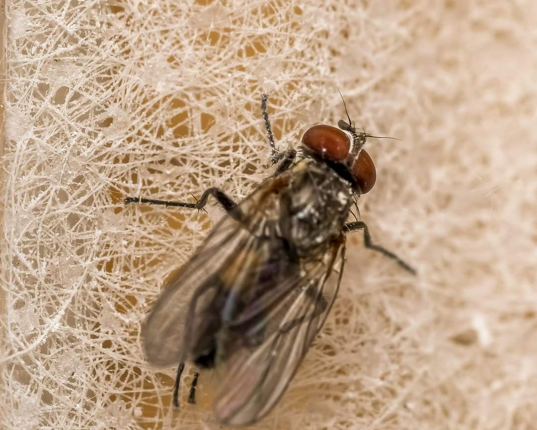 house fly insects (6).jpg