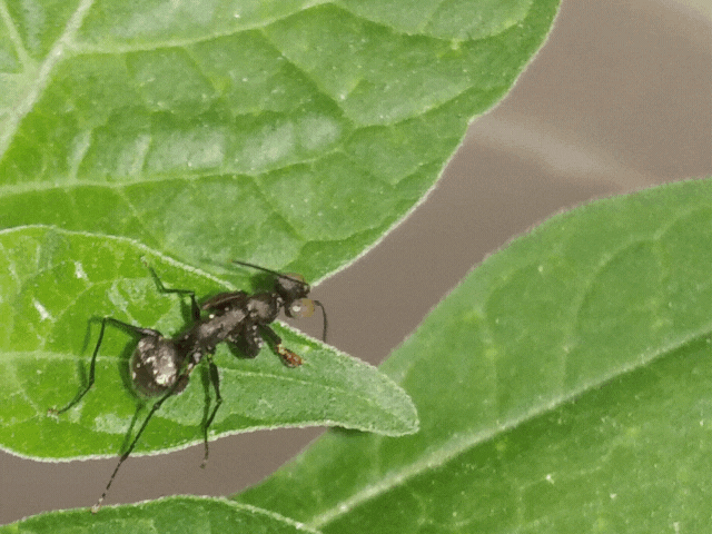 Video Salticidae (1).gif