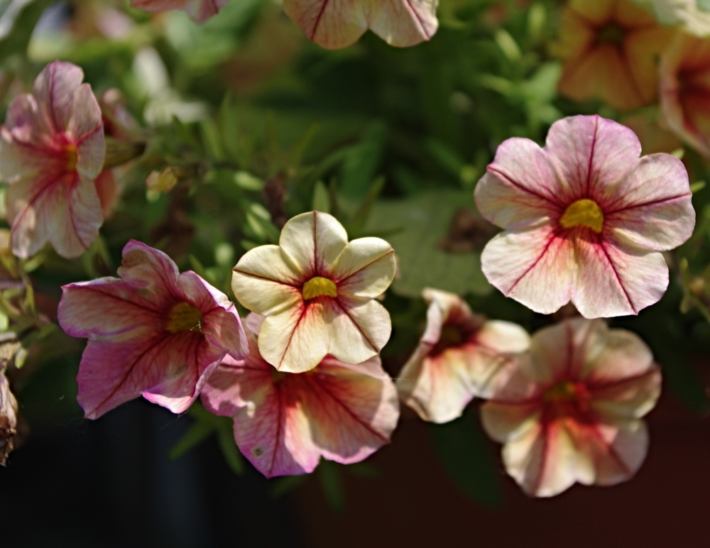 photography-flowers-petunia-1.jpg