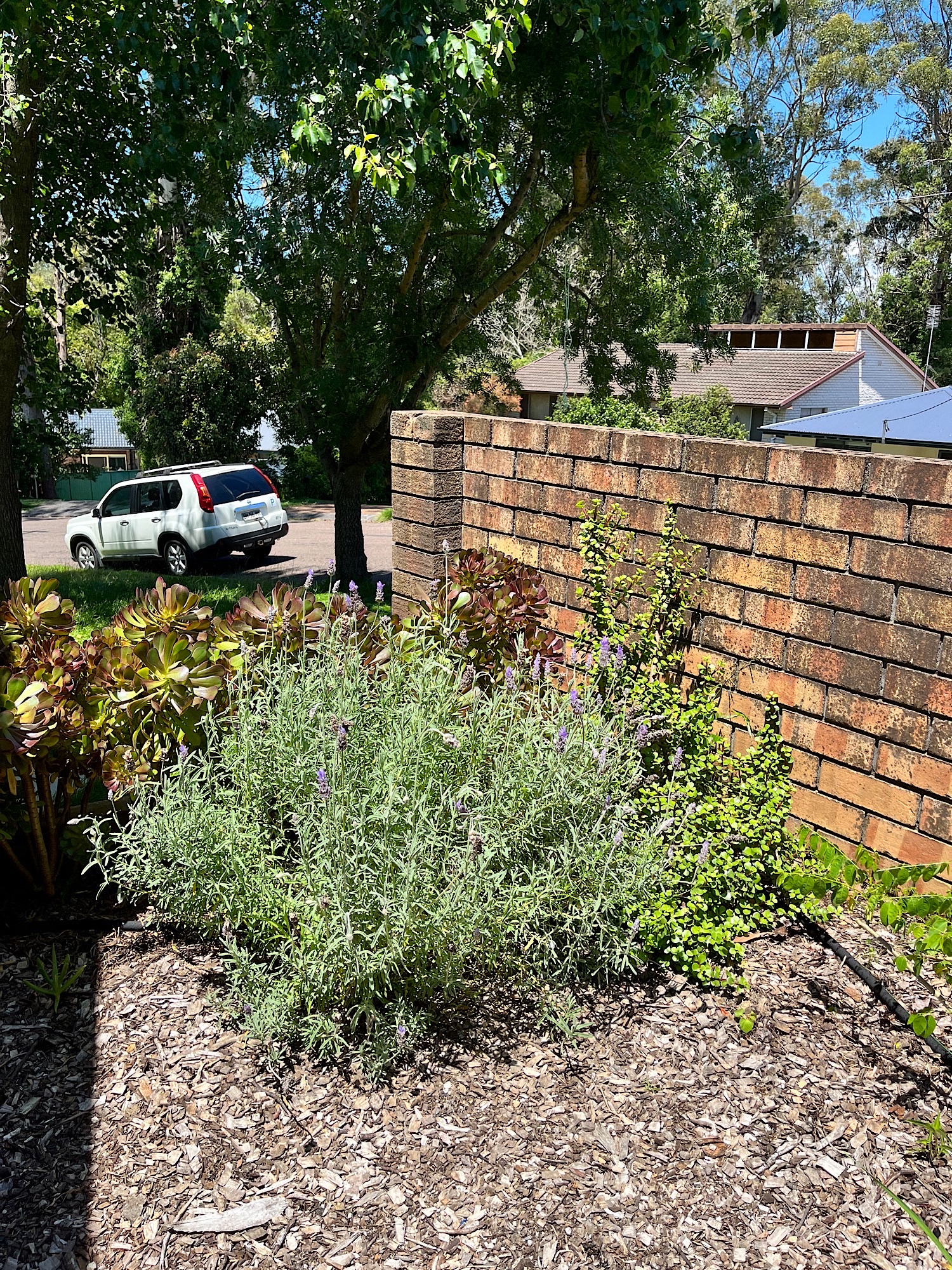 Lavender and Jade plant