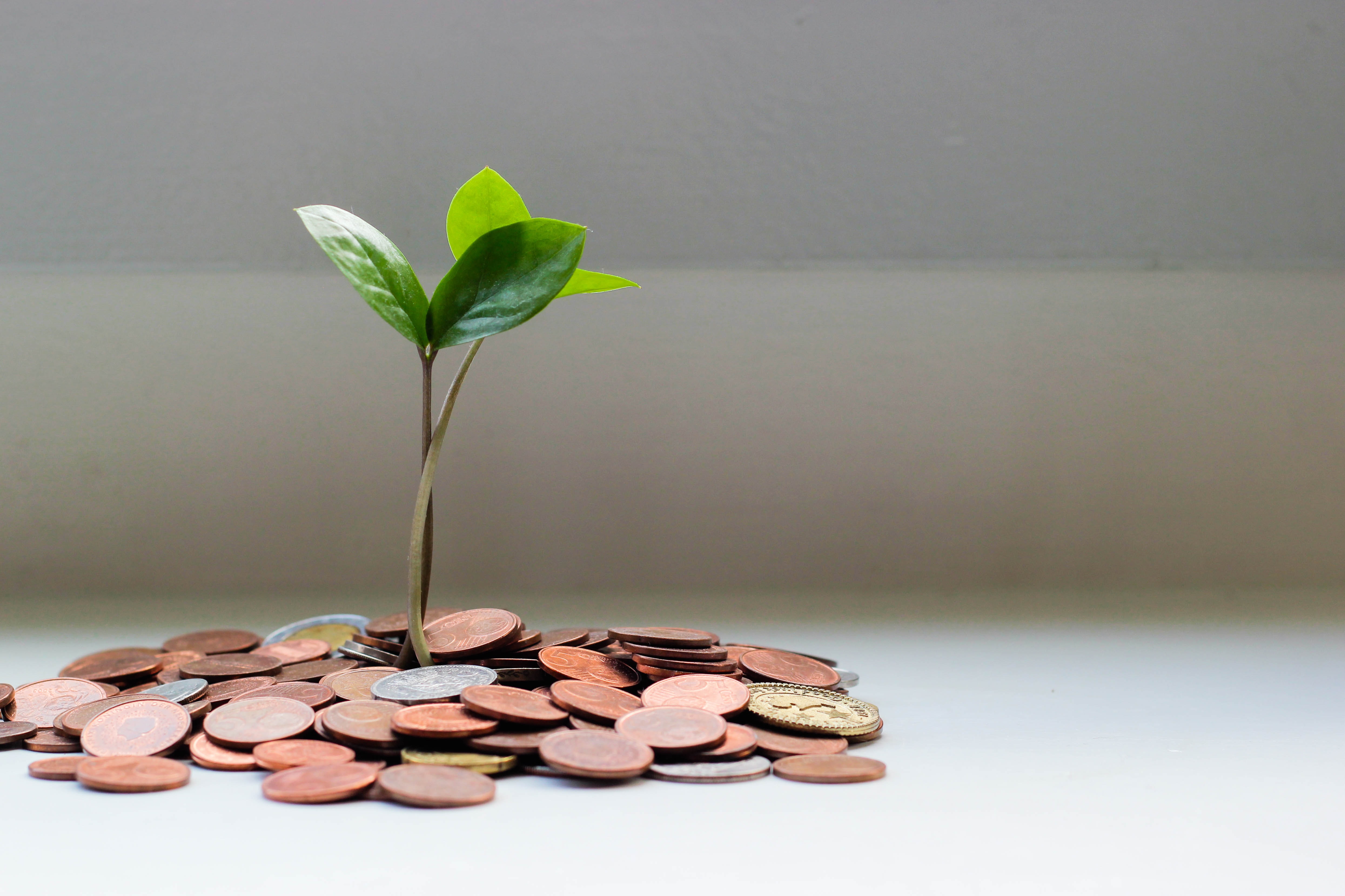 dividend investing money tree.jpg