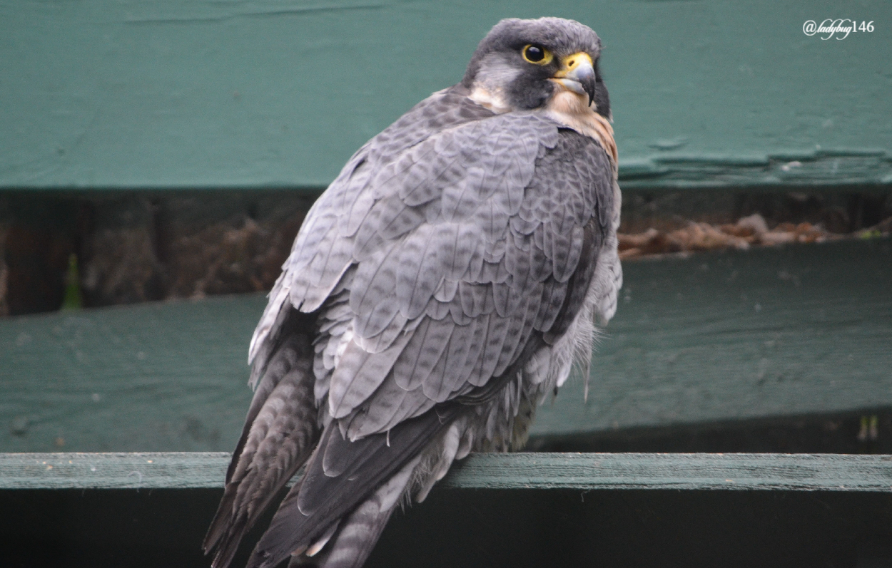 edmonton zoo peregrine falcon.jpg