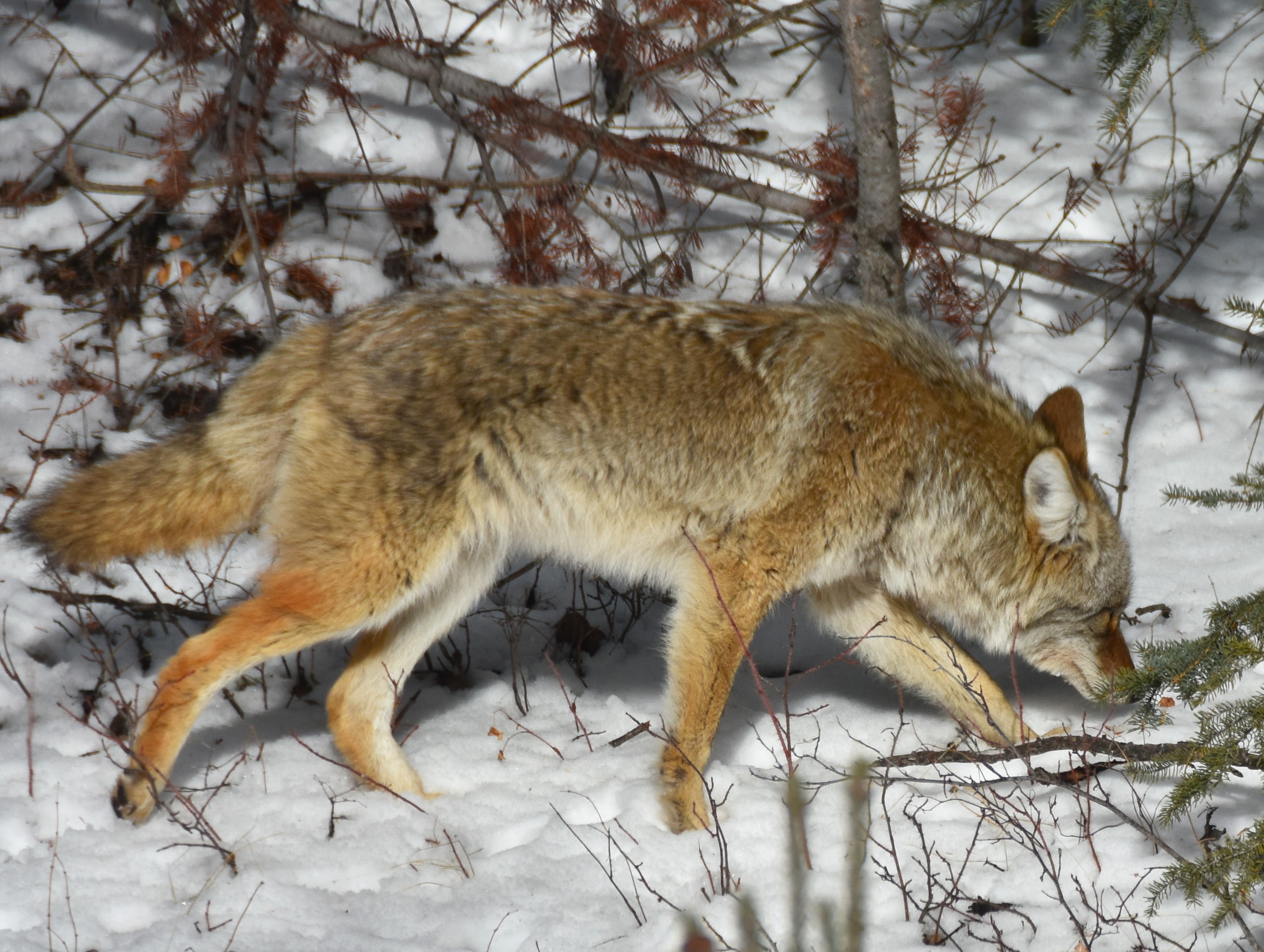 DSC_8195.JPG